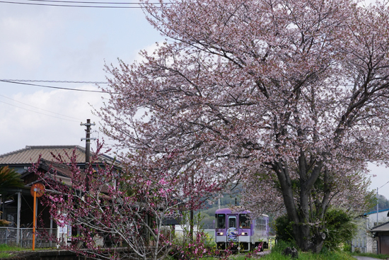 250418 DSC00003.JPG